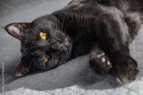 A small black beautiful domestic mongrel mestizo kitten lies on a gray fabric background. cute desktop screensaver, postcard