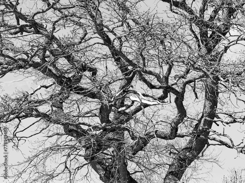 tree in the snow aktueller Klimawandel in Europa  photo