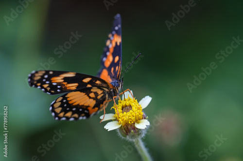 butterfly on flower © Alexandre