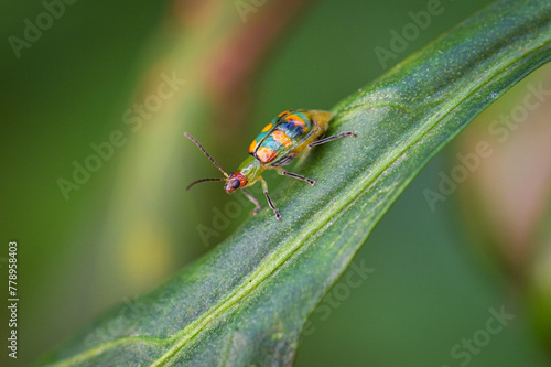 sheet, insect, Chrysomelidae, besouro, Diabrotica speciosa photo