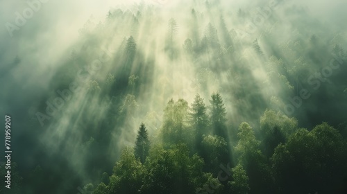  A dense forest, blanketed by a misty sky, reveals beams of sunlight piercing through its lush canopy