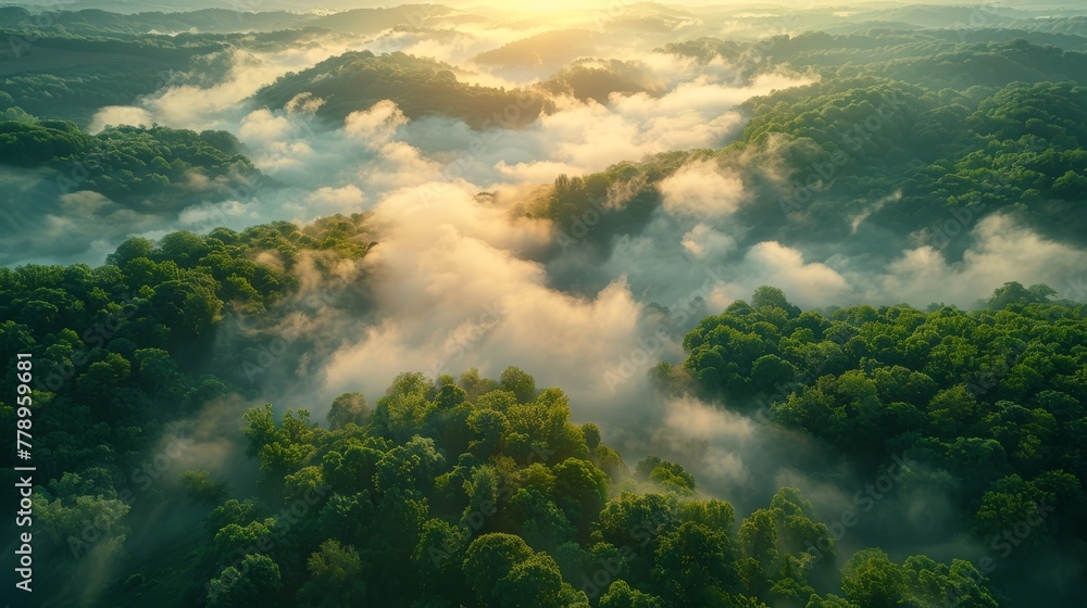Aerial view of a dense, verdant forest engulfed by fog, brimming with numerous trees Aerial view of a dense, verdant forest engulfed by fog, brimming with numerous trees