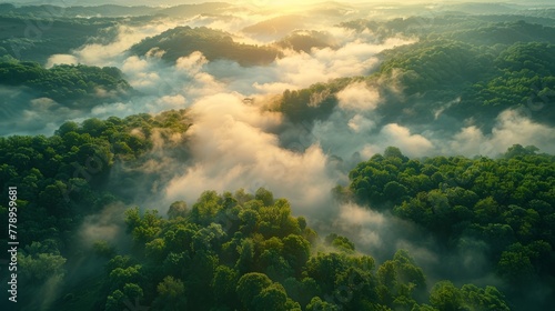  Aerial view of a dense, verdant forest engulfed by fog, brimming with numerous trees