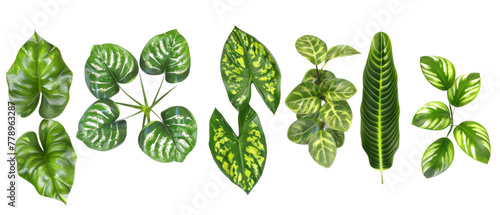 Broad leaf plants isolated on transparent background