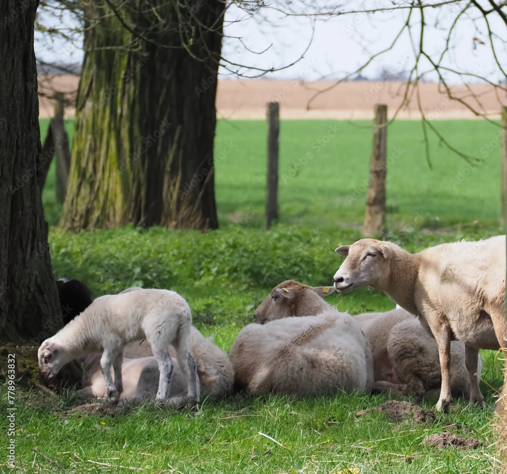 Fototapeta premium Flock of sheep with lambs in a pasture