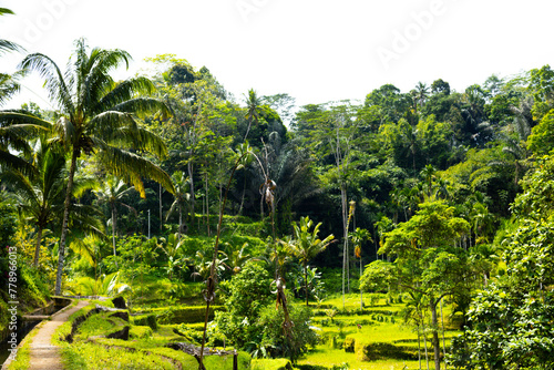 A beautiful rice field in Ubud Bali Indonesia August 2022. This was on a bright sunny day and the sight was truly breath taking. There was lots of traditional farming methods to be seen here.