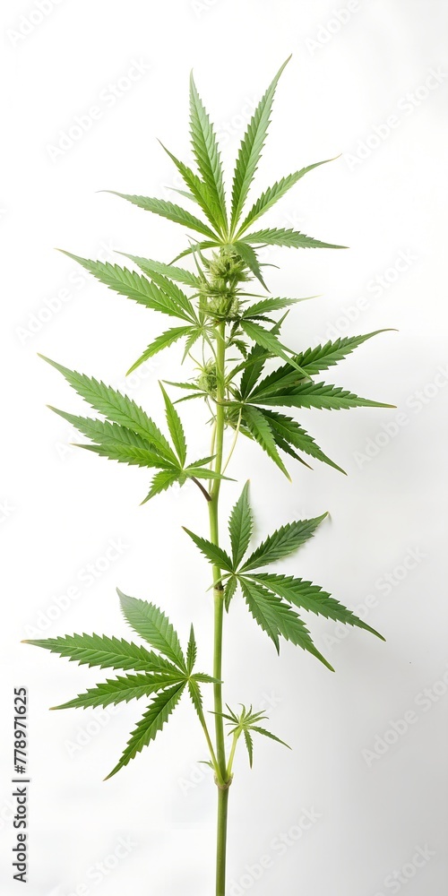 branch of cannabis isolated on a white background