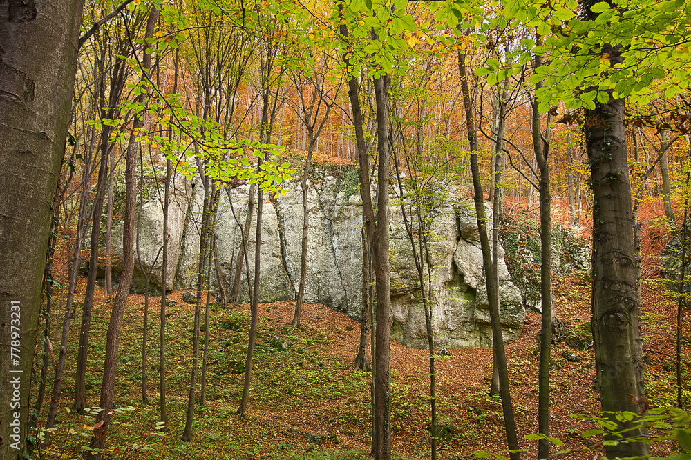 Picturesque autumn landscape. Forest with yellowed trees and fallen leaves. Rock in the autumn forest Picturesque autumn landscape. Forest with yellowed trees and fallen leaves. Rock in the autumn forest