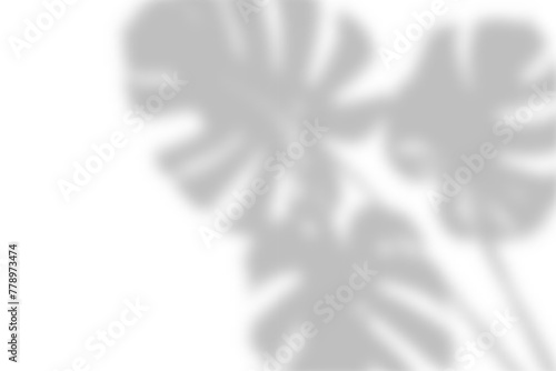 Grey Monstera leaf shadow