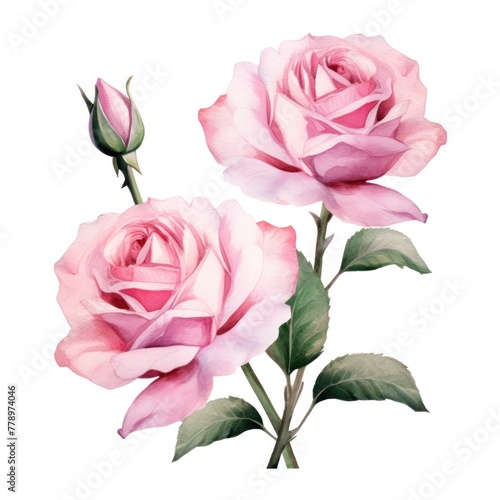 Pink roses watercolor clipart on white background  defined edges floral flower pattern background with copy space for design text or photo backdrop minimalistic