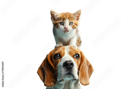 A cute little cat sitting on the head of an adorable beagle dog isolated on a pastel blue background photo
