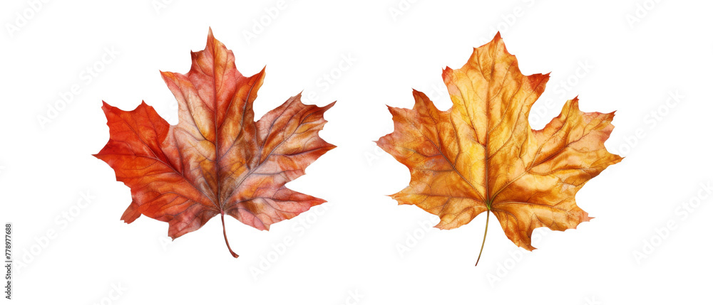 Obraz premium Maple leaf on transparent background