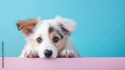 Cute puppy on blue background, one animal, domestic animals, pink photo