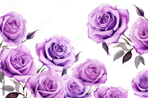 Purple roses watercolor clipart on white background  defined edges floral flower pattern background with copy space for design text or photo backdrop minimalistic 