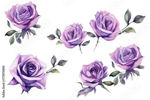 Purple roses watercolor clipart on white background, defined edges floral flower pattern background with copy space for design text or photo backdrop minimalistic 