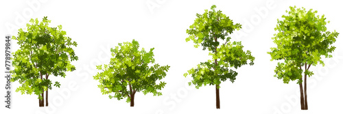 Vector watercolor green tree or forest side view isolated on white background for landscape and architecture drawing,elements for environment or garden,botanical element for exterior section in spring photo