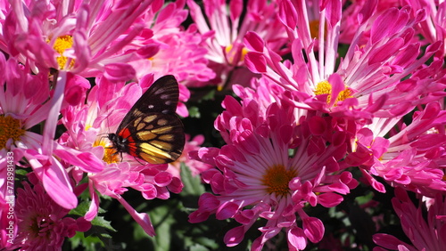 Closeup of Red-base Jezebel (Delias pasithoe) butterfly on a pink purple Chrysanthemum flower, against a background with other lilac Chrysanthemums  photo
