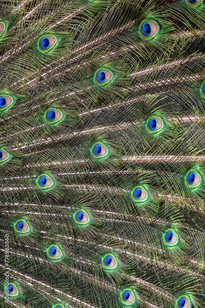 Fototapeta premium Closeup Image of a peacock dancing with its open feathers