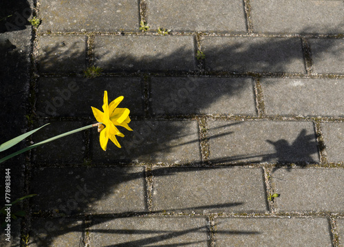 The shadow of a narcissus flower on the paving stones.