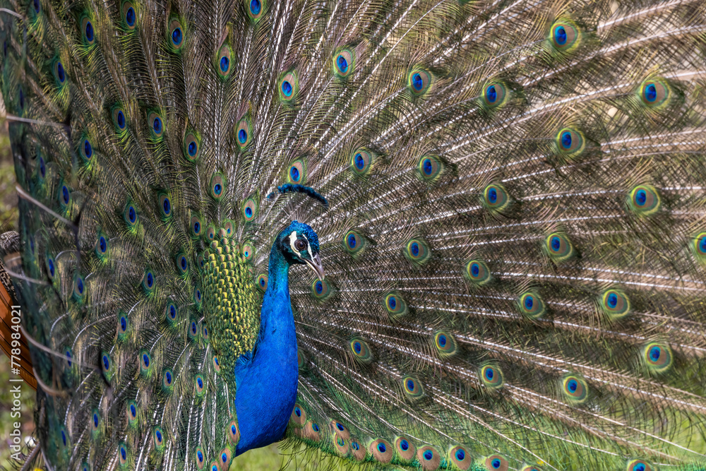 Naklejka premium Closeup Image of a peacock dancing with its open feathers