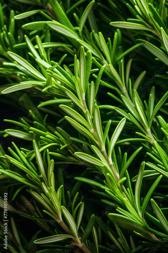 Healthy herb rosemary in a cozy country kitchen, close up. Generative AI tools Healthy herb rosemary in a cozy country kitchen, close up. Generative AI tools