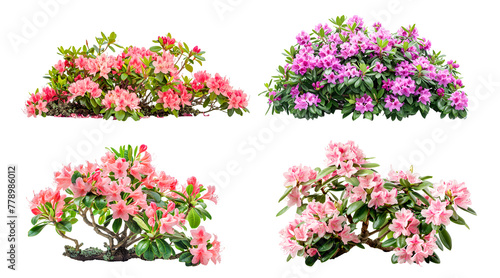 Set of flowers surb on white background