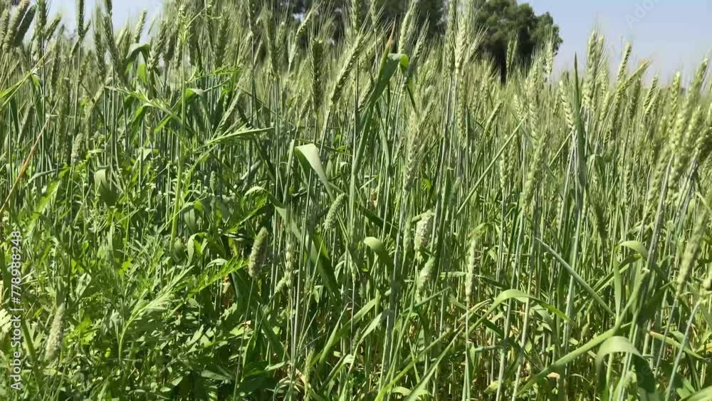 Rice field swaying with the wind. Rice field swaying with the wind.