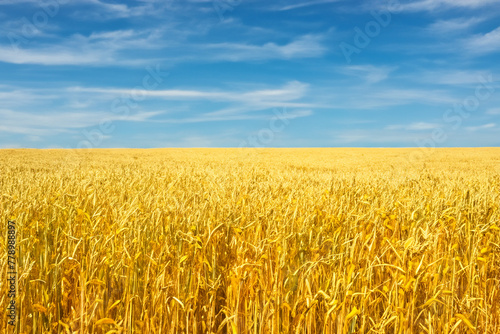 Wheat. Wheat field. Golden wheat field and sunny day. Flour. Ears of wheat on a background of the field. Shallow depth of field. Countryside landscape.