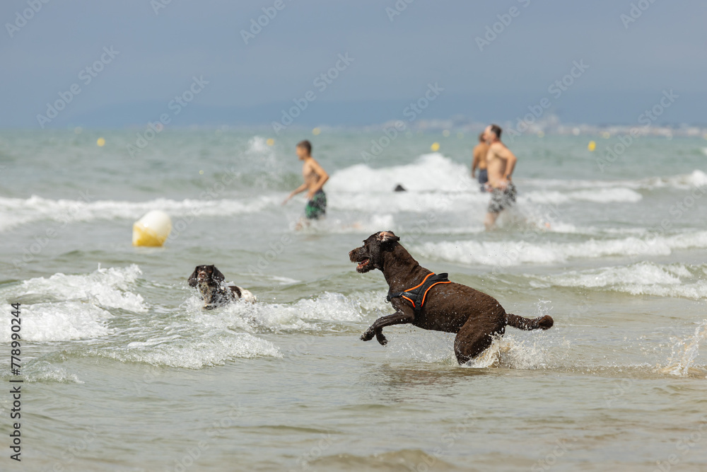 dogs-playing-in-the-shallows-on-a-beach-on-a-sunny-day-during-a