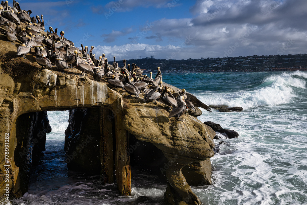 2024-01-11 A ROCKY COASTLINE WITH A CAVE AND NUMEROUS BROWN PELICANS RESTING ON THE ROCKS WITH WAVES COMING ON SHORE AND A CLOUDY SKY AT THE LA JOLLA COVE NEAR SAN DIEGO CALIFORNIA-