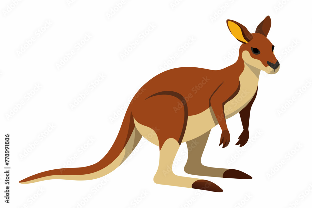  kangaroo vector illustration 