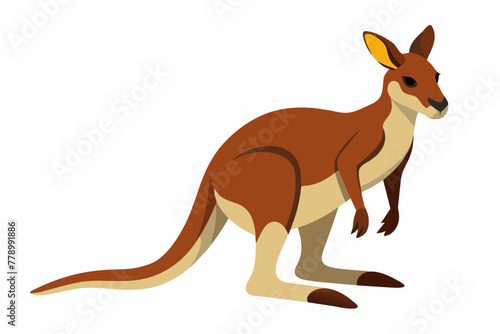  kangaroo vector illustration 