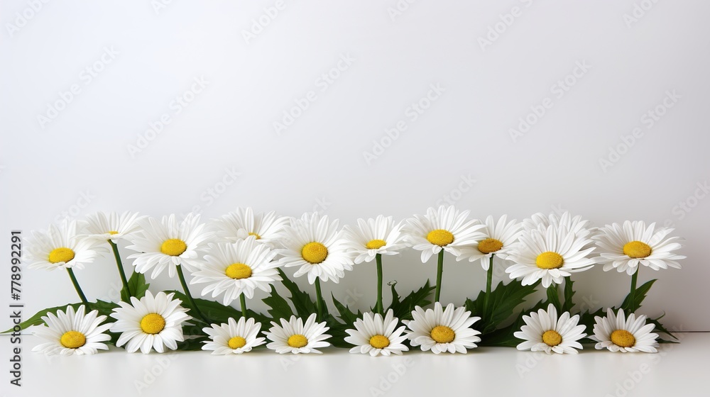 Fototapeta premium white daisies high definition(hd) photographic creative image