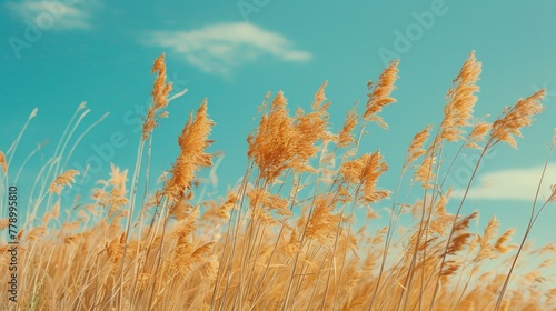 In autumn, a field of red reed is swaying in the wind with a blue sky background.