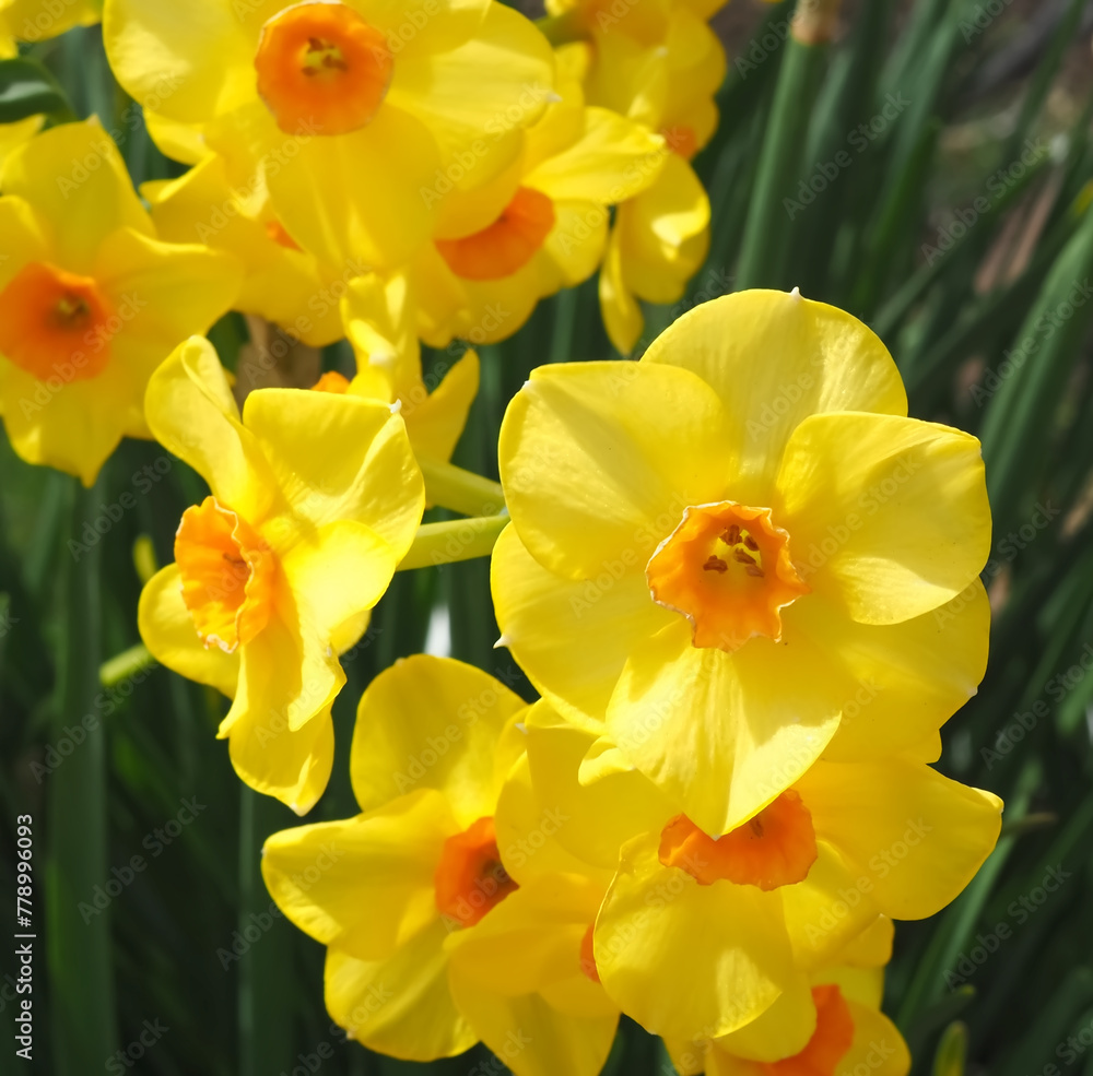 Beautiful Group of yellow orange blooming daffodils with large flowers Beautiful Group of yellow orange blooming daffodils with large flowers