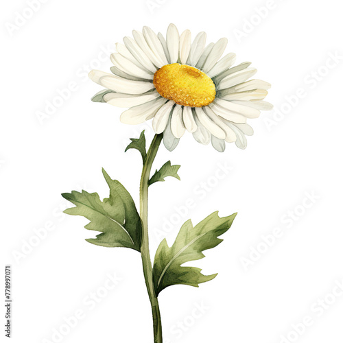 AI-generated watercolor white Daisy flower with leaves clip art illustration. Isolated elements on a white background.