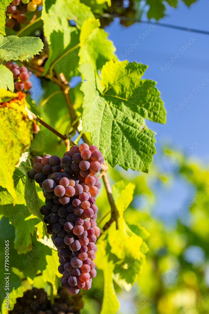 Fototapeta premium Vineyard with Palava, Southern Moravia, Czech Republic