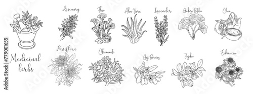 Set of medicinal, cosmetic herbs with mortar, pestle. Vector drawings on transparent background. Chamomile, ginkgo biloba, echinacea, chea, flax, goji berries, jojoba, aloe vera for labels, packaging.