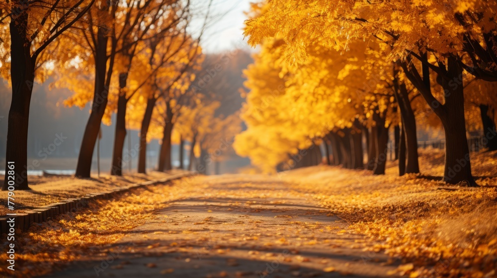 Fall Scenery With Trees And Yellow Leaves