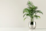 Tall, slender palm trees planted in elegant metal pots.