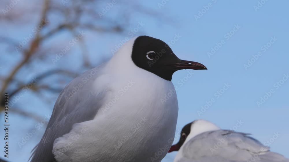 The black-headed gull (Chroicocephalus ridibundus) The black-headed gull (Chroicocephalus ridibundus)