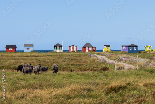 Herd of Sheep and salt marsh with colorful beach huts at Vesterstrand, Ærøskøbing, Ærø, Denmark	