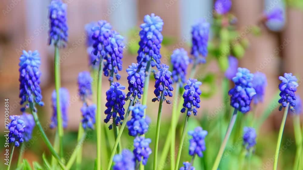 Blue spring flowers in the garden closeup, beautiful grape hyacinth Blue spring flowers in the garden closeup, beautiful grape hyacinth