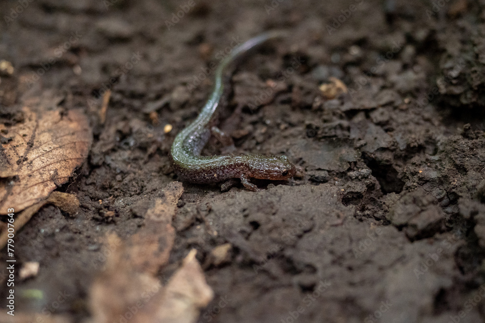 salamander on dirt salamander on dirt