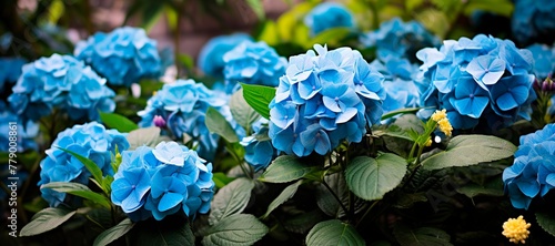 Colourful Hydrangea macrophylla banner Blossom near house wall. Colorful hydrangeas in garden, close up. Purple blue pink hortensia blooms. Endless summer Hydrangea flowers. photo