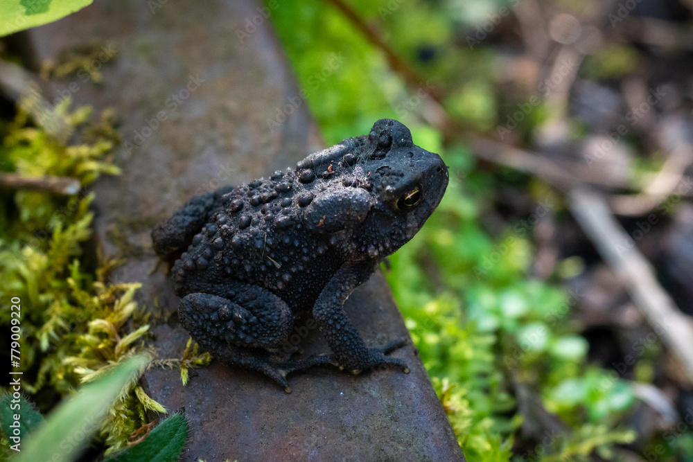 Fototapeta premium toad on a rail