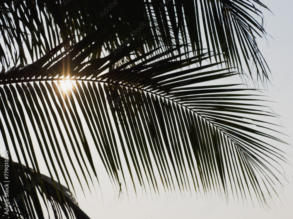 Obraz premium Bright palm leaves against the background of a clear morning sky. Sunny day. Close-up, outdoor. Macro photography. Vacation and travel concept
