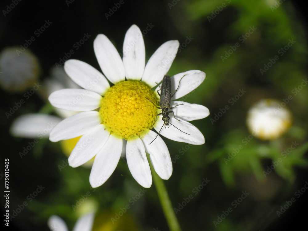 Fototapeta premium Piante e fiori