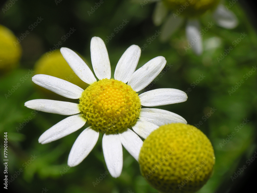 Obraz premium Piante e fiori