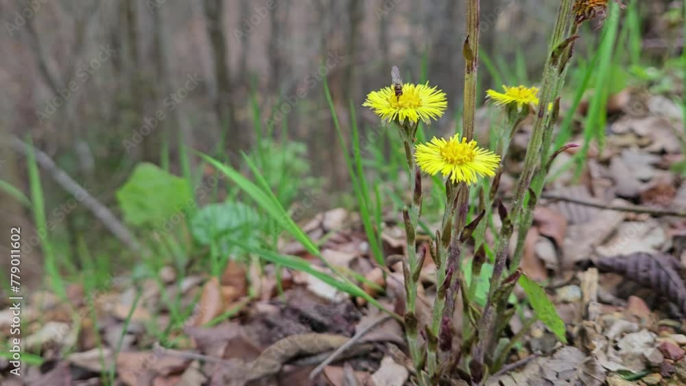 Coltsfoot in natural ambient, blooming (Tussilago farfara) - (4K) Coltsfoot in natural ambient, blooming (Tussilago farfara) - (4K)